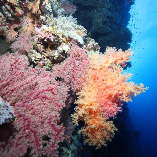 Croisière Fury Shoal : la découverte accessible des trésors sous-marins égyptiens Visuel